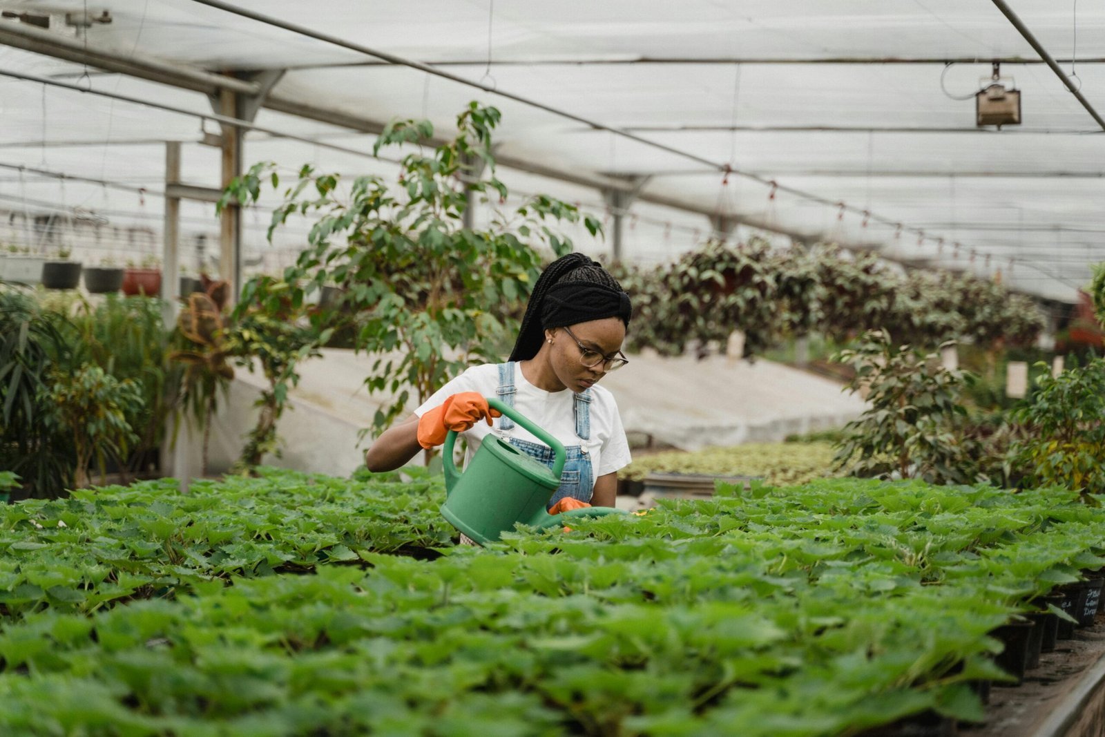 A lady watering crops in the farm
